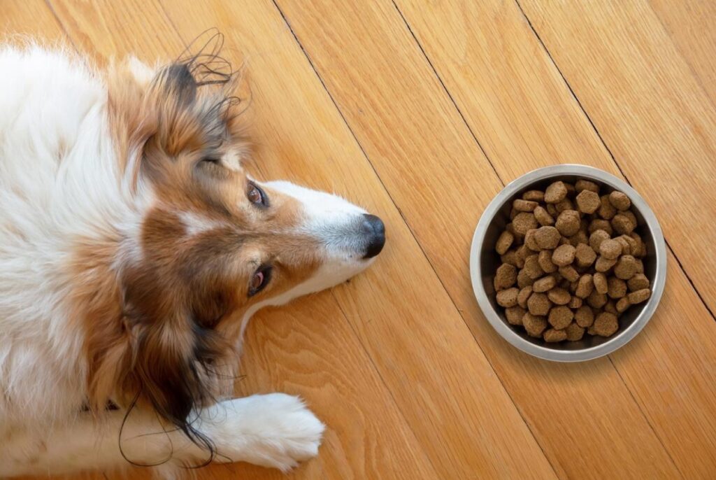 pros and cons of putting water in kibble