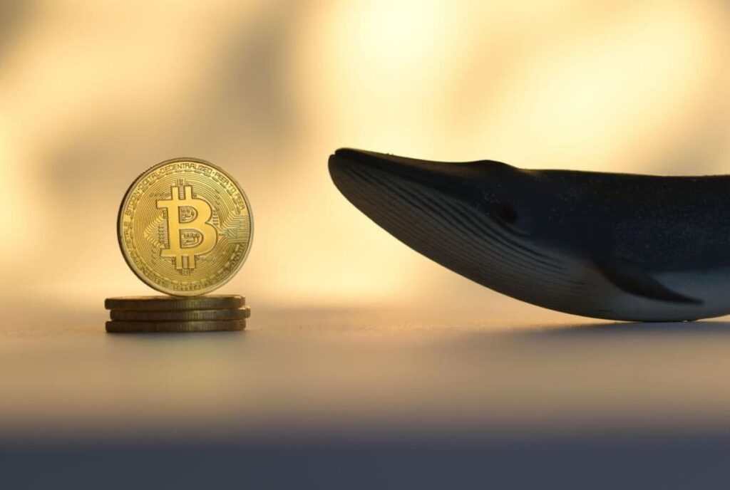 Bitcoin Whales Accumulate $1.5 Billion Worth of BTC Amid Price Volatility