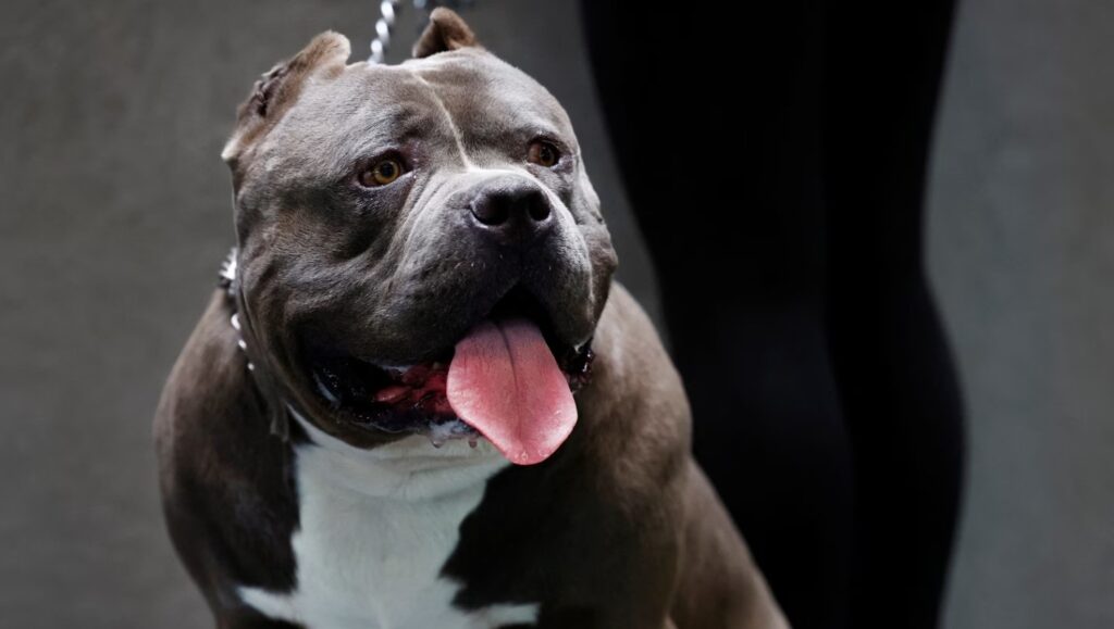 Home secretary seeks to ban ‘lethal’ American bully XL dogs