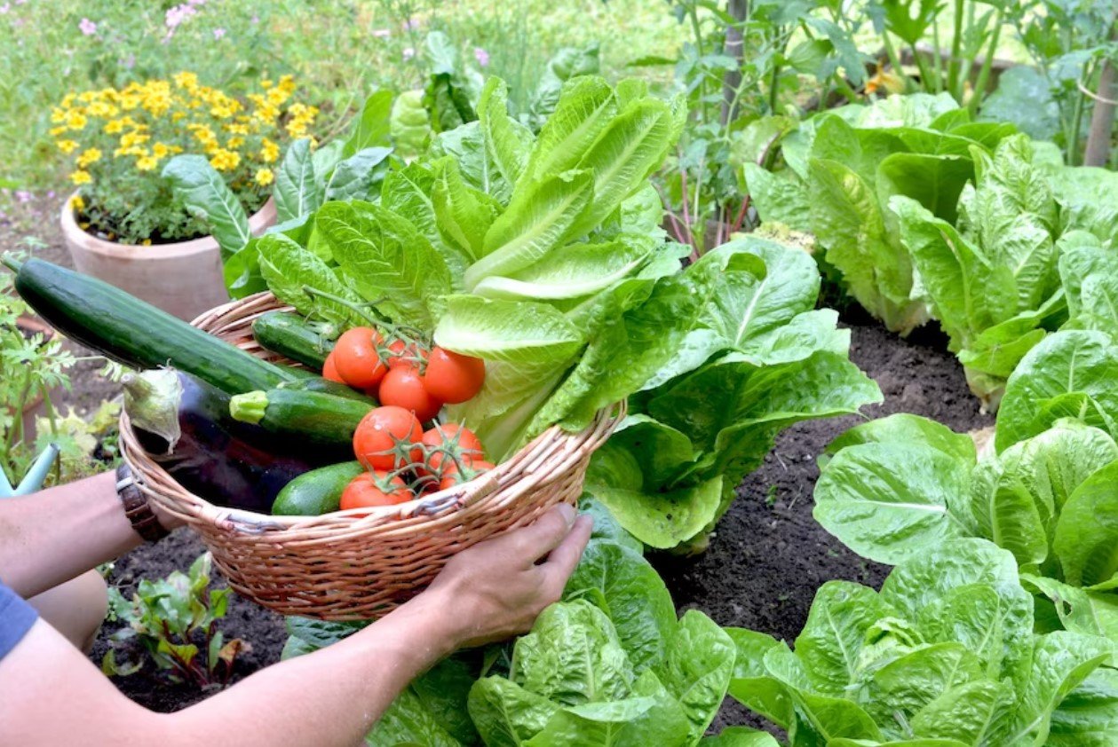 Green Thumbs Unite: Tips for Organic Gardening Success 1 Organic Gardening