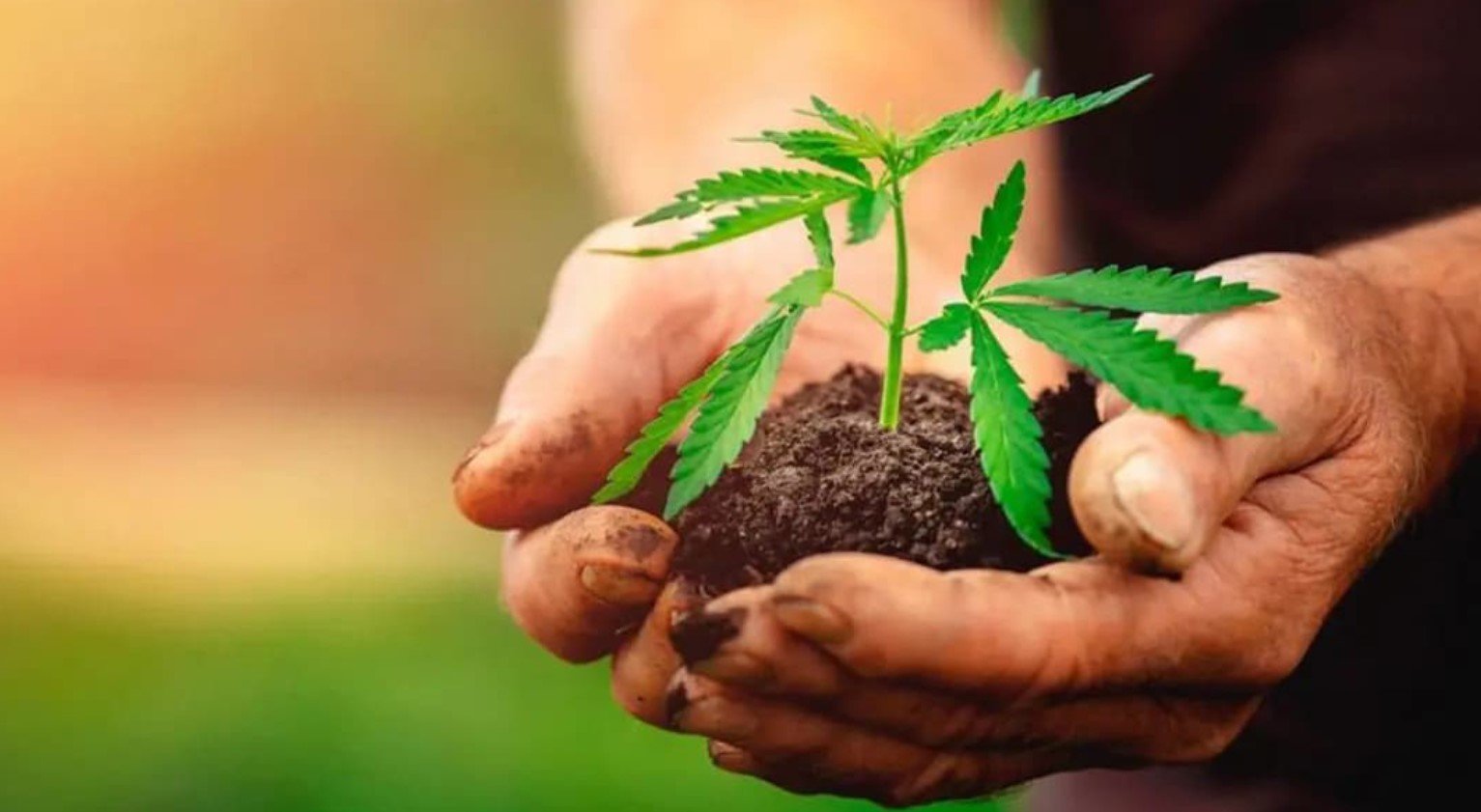 Is CBD Legal in Costa Rica? A Comprehensive Guide 4 is cbd legal in costa rica