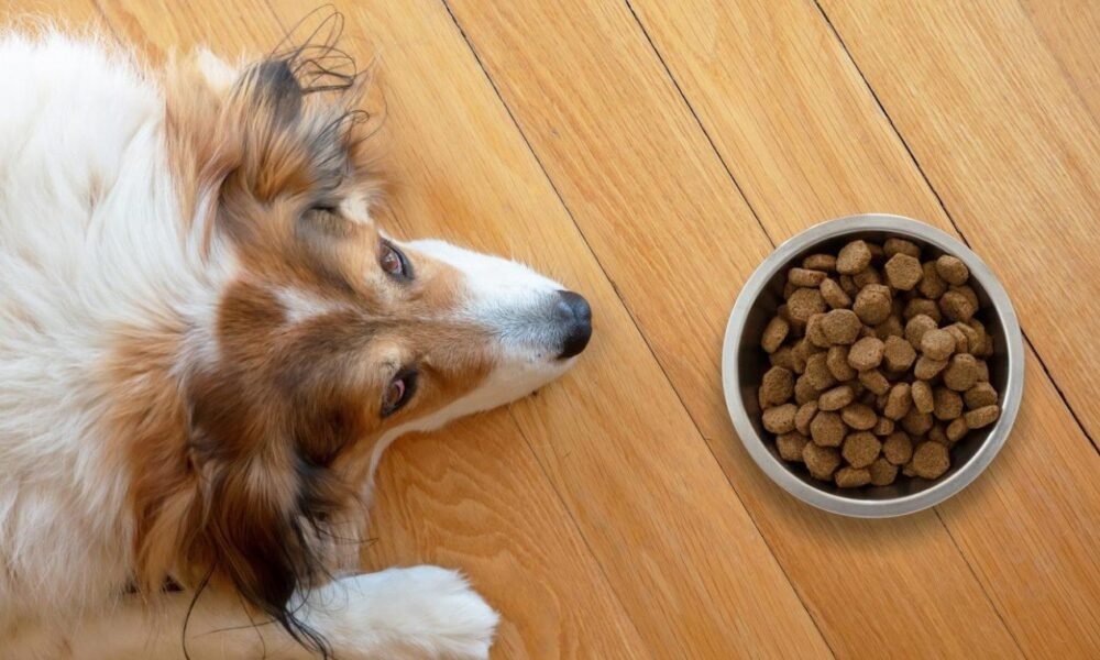 Pros and Cons of Putting Water in Kibble