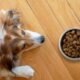 Pros and Cons of Putting Water in Kibble