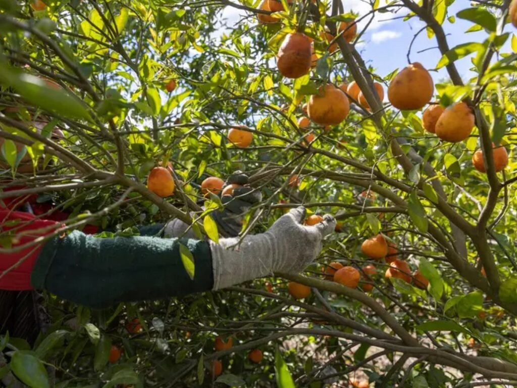Record High for Orange Juice Futures as Florida Crop Shrinks
