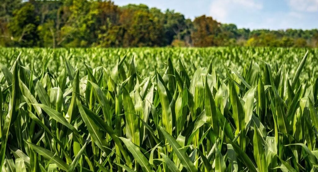 Crop Insurance Claims Expected to Rise Due to Low Yields and Prices