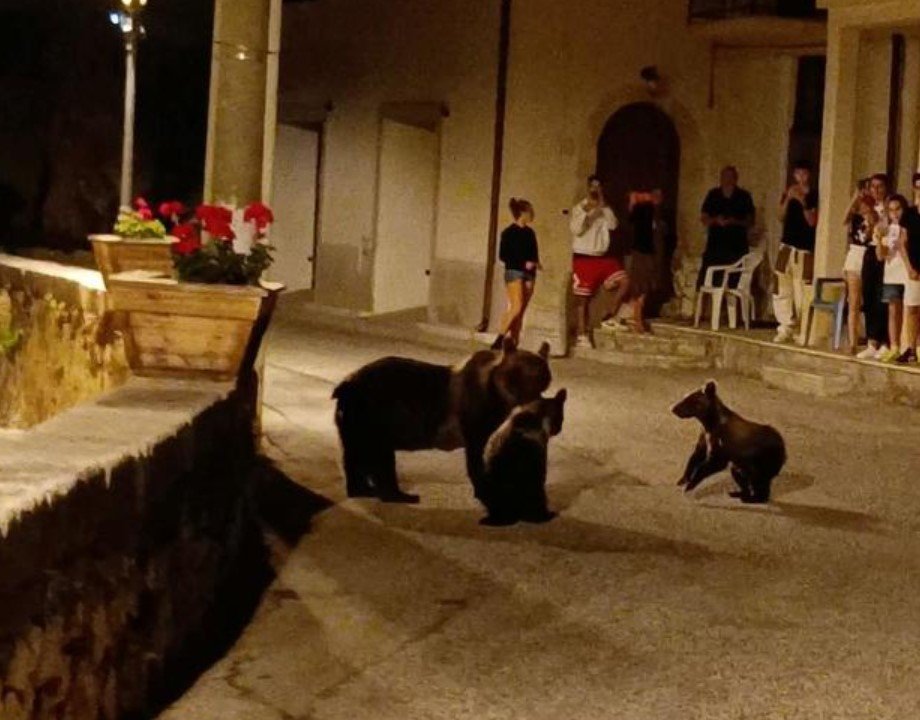 Mother bear killed by local resident in Italy sparks outrage and investigation