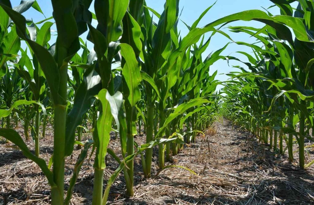Sentinel Fertigation Raises $2.5 Million to Help Farmers Optimize Nitrogen Use