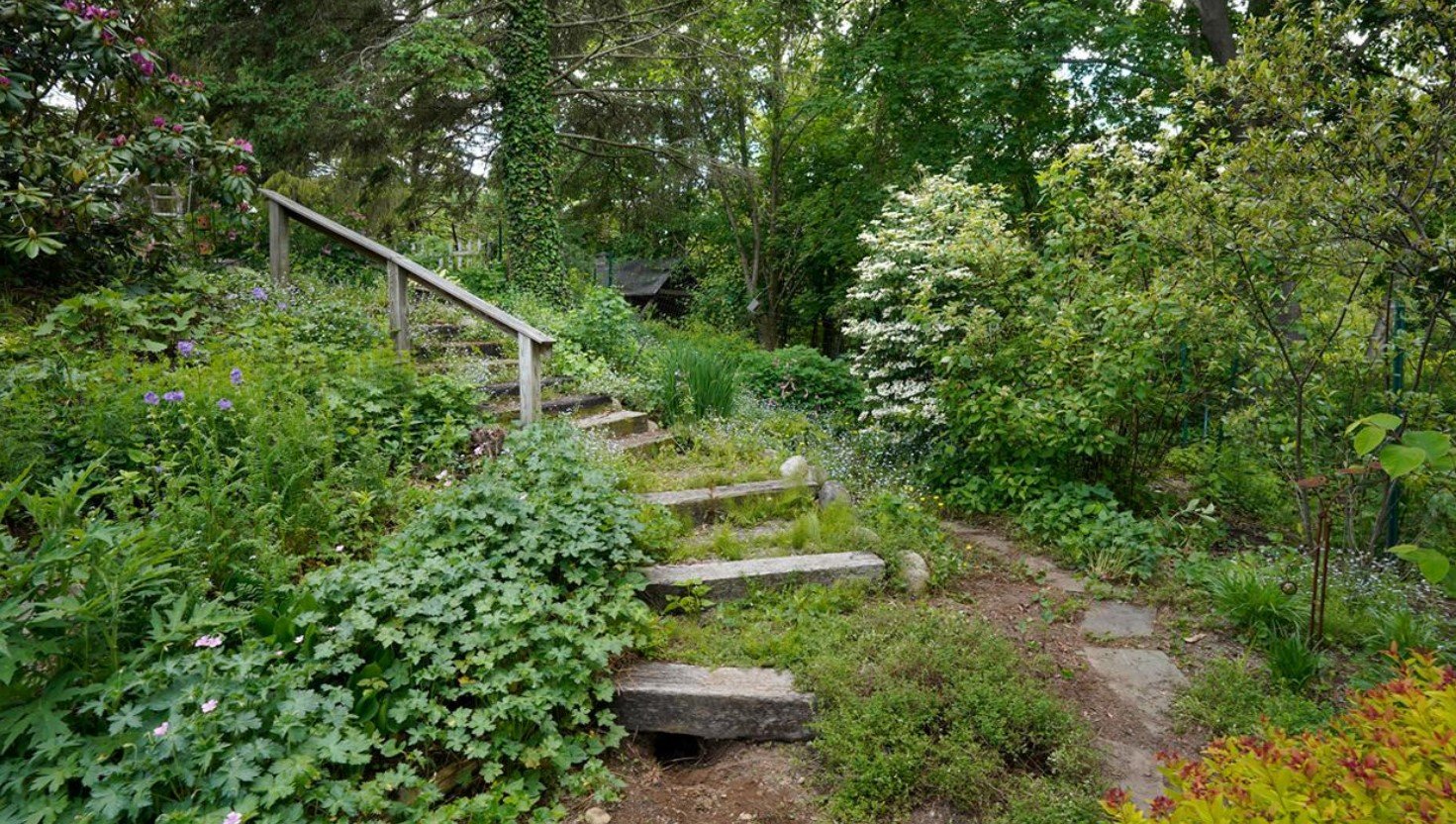 How Native Plants Can Transform Your Garden and Help the Environment