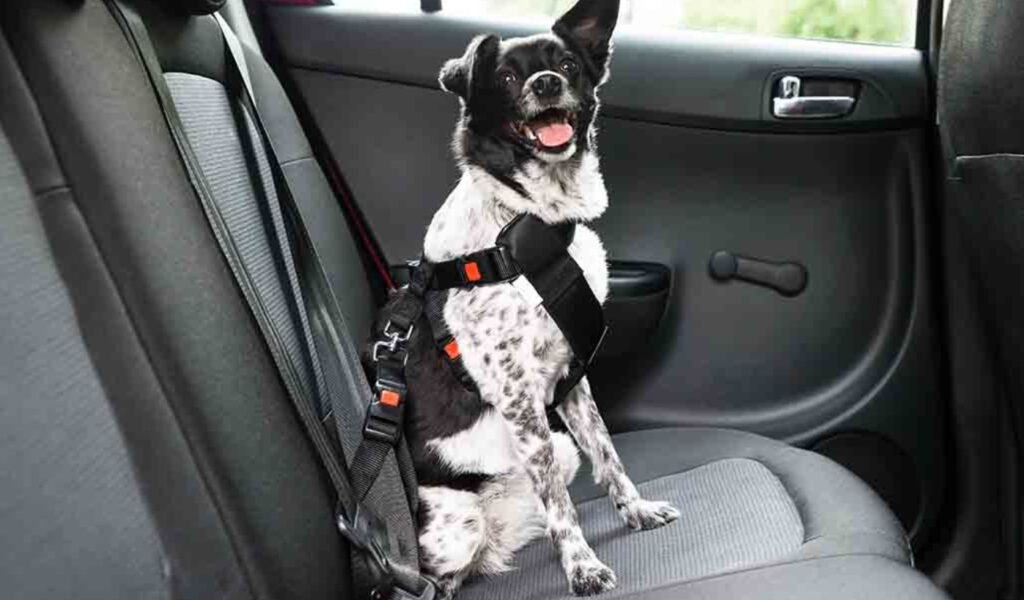 How to Travel Safely with Your Pets on the Road