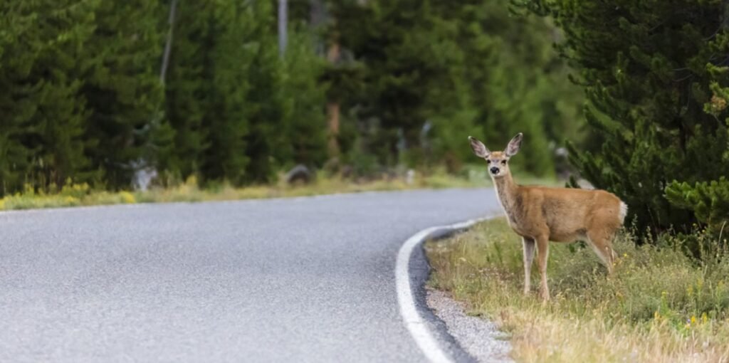 How to avoid deer collisions and save money on repairs