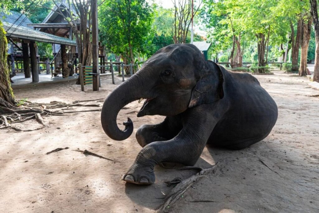 Rani, the beloved elephant, passes away at St. Louis Zoo after dog incident