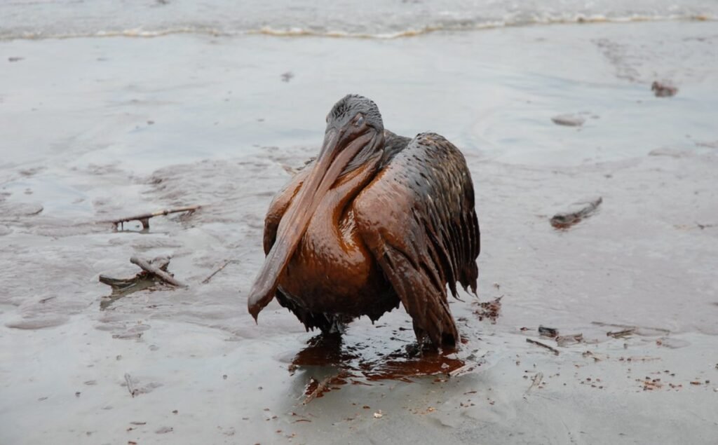 Oil spill in Gulf of Mexico threatens wildlife and coastal communities