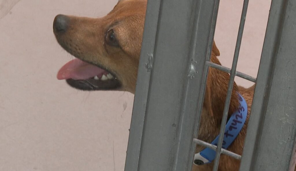WA veterinarian warns of respiratory illness affecting dogs across nation