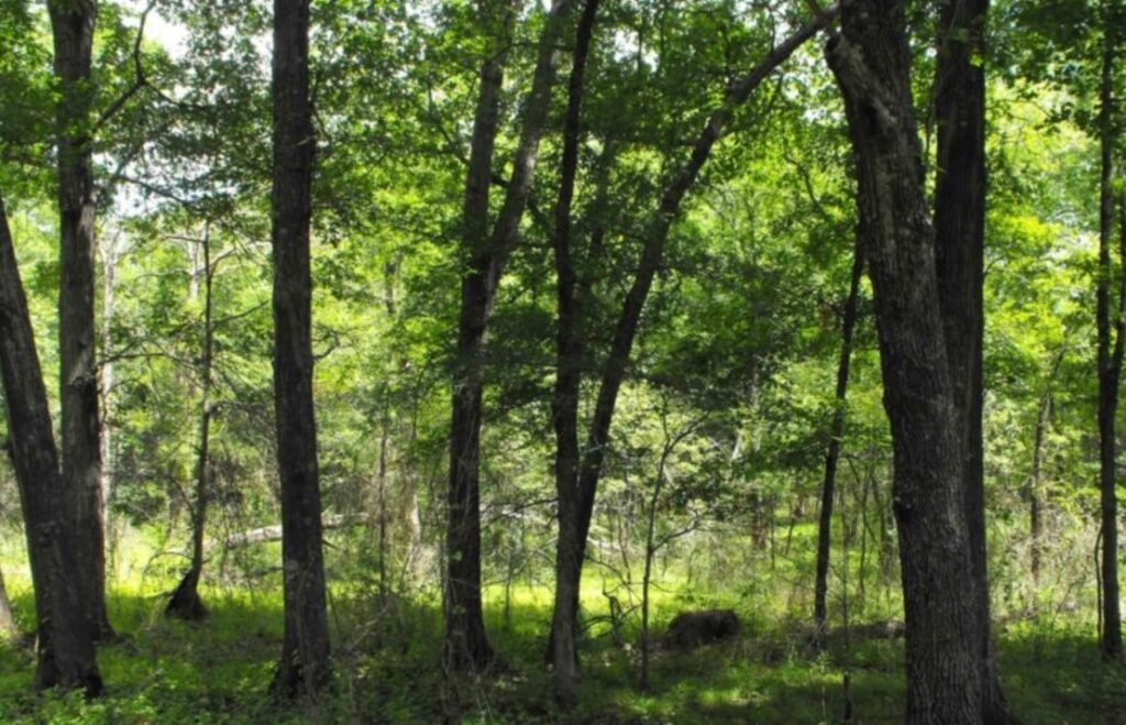 Biden administration unveils plan to protect old-growth forests from climate threats