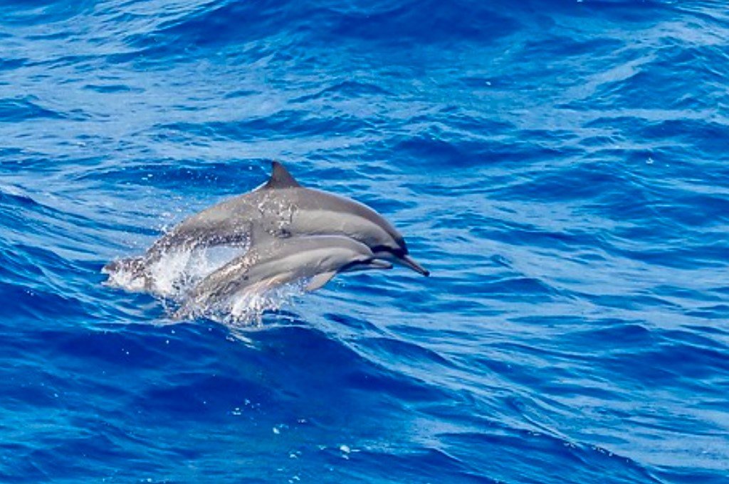 How a fishing ban in the Bay of Biscay affects dolphins and fishermen