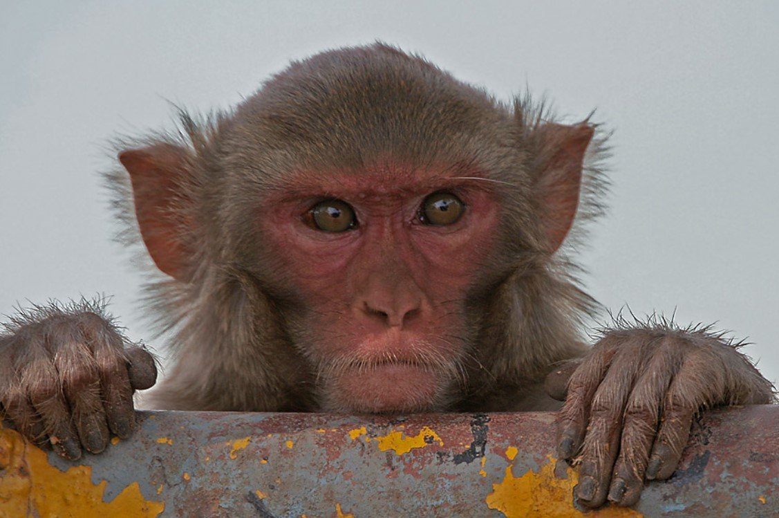 ReTro: The first long-lived rhesus monkey clone
