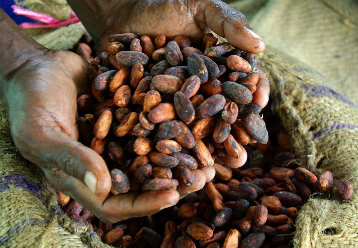 The Bittersweet Rise: Cocoa’s Price Surge and the Search for Equilibrium